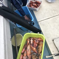 リトルワン 釣果