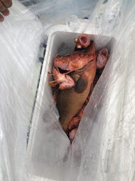 リトルワン 釣果