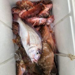 リトルワン 釣果