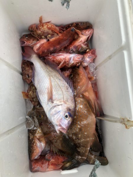 リトルワン 釣果