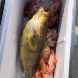 リトルワン 釣果