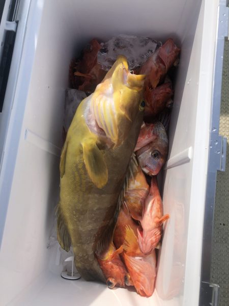 リトルワン 釣果