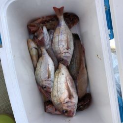 リトルワン 釣果