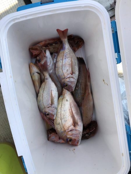 リトルワン 釣果