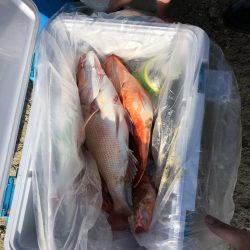 リトルワン 釣果