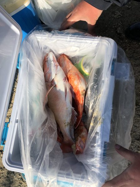 リトルワン 釣果