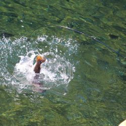 小菅トラウトガーデン 釣果