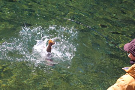 小菅トラウトガーデン 釣果