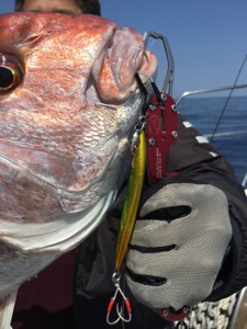 シーモンキー 釣果