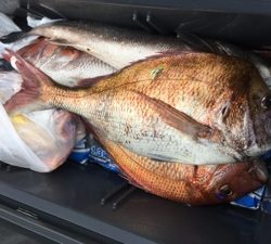 シーモンキー 釣果