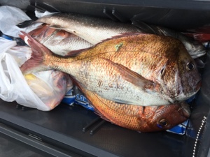 シーモンキー 釣果