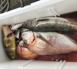 シーモンキー 釣果