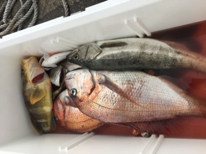 シーモンキー 釣果