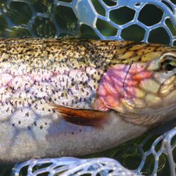 小菅トラウトガーデン 釣果