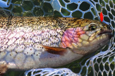 小菅トラウトガーデン 釣果