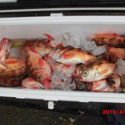 大進丸(新潟) 釣果