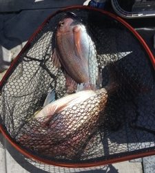 シーモンキー 釣果