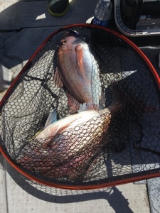 シーモンキー 釣果