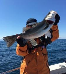 シーモンキー 釣果