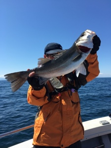 シーモンキー 釣果