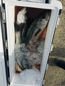 シーモンキー 釣果