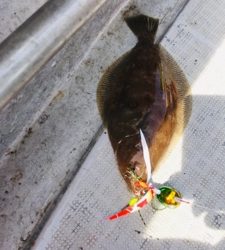 シーモンキー 釣果