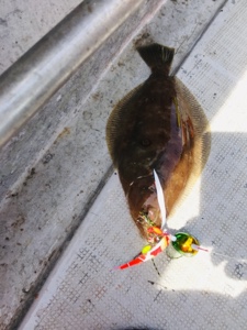 シーモンキー 釣果