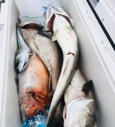 シーモンキー 釣果