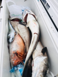 シーモンキー 釣果