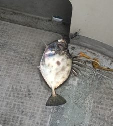 シーモンキー 釣果