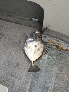 シーモンキー 釣果