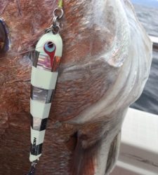 シーモンキー 釣果