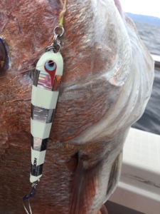 シーモンキー 釣果