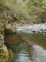 秩父フライフィールド 釣果