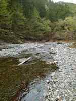 秩父フライフィールド 釣果
