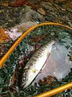 秩父フライフィールド 釣果