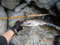 秩父フライフィールド 釣果