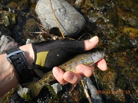 秩父フライフィールド 釣果