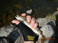 秩父フライフィールド 釣果