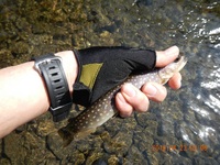 秩父フライフィールド 釣果