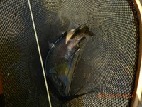 秩父フライフィールド 釣果