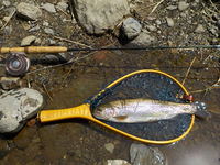 秩父フライフィールド 釣果