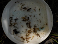 秩父フライフィールド 釣果