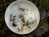 秩父フライフィールド 釣果