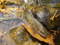 秩父フライフィールド 釣果