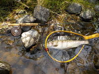 秩父フライフィールド 釣果