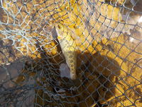 秩父フライフィールド 釣果