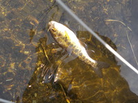 秩父フライフィールド 釣果