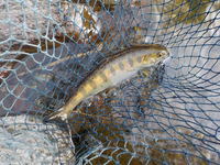 秩父フライフィールド 釣果