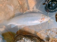 秩父フライフィールド 釣果